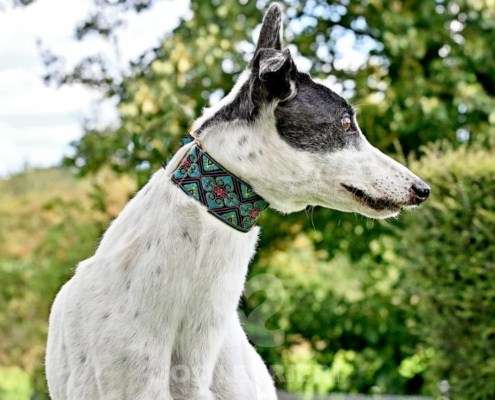 MaryJean-Greyhound