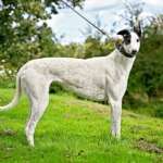 MaryJean-Greyhound