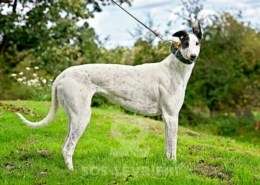 MaryJean-Greyhound