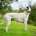MaryJean-Greyhound