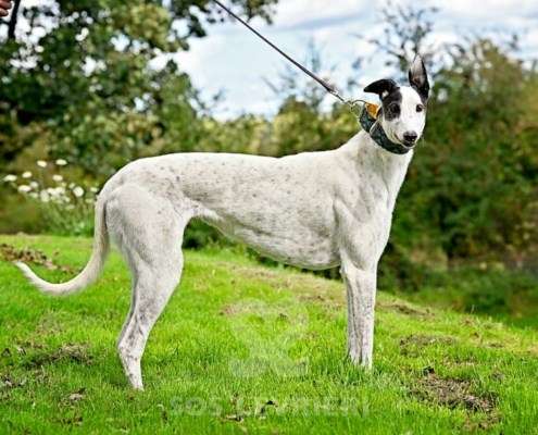 MaryJean-Greyhound