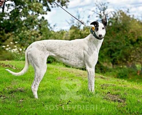 MaryJean-Greyhound