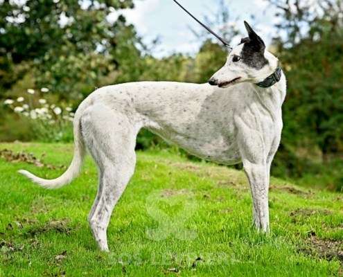 MaryJean-Greyhound
