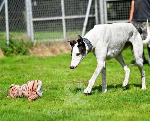 MaryJean-Greyhound