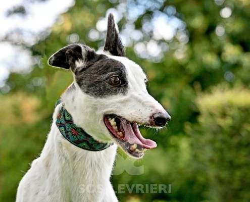 MaryJean-Greyhound