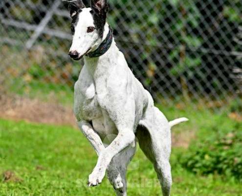 MaryJean-Greyhound
