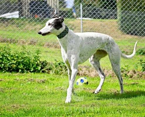 MaryJean-Greyhound