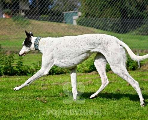 MaryJean-Greyhound