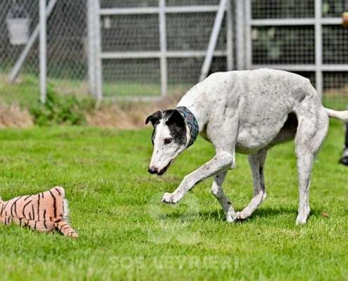 MaryJean-Greyhound