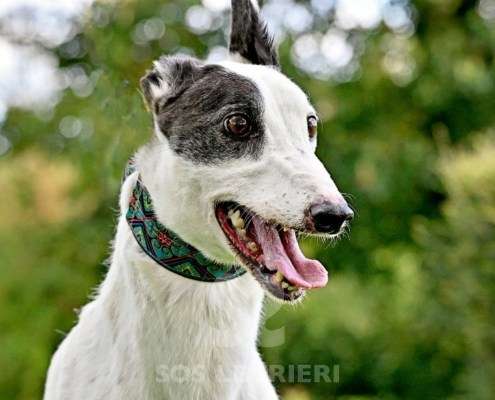 MaryJean-Greyhound