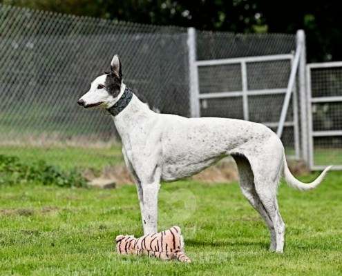 MaryJean-Greyhound
