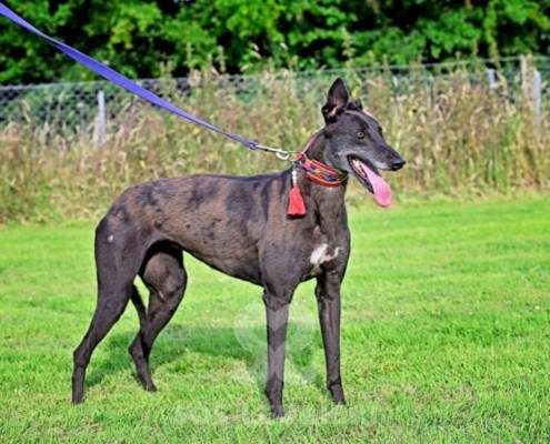 Nova-Greyhound