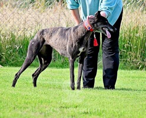 Nova-Greyhound