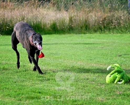 Nova-Greyhound