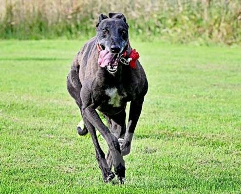Nova-Greyhound
