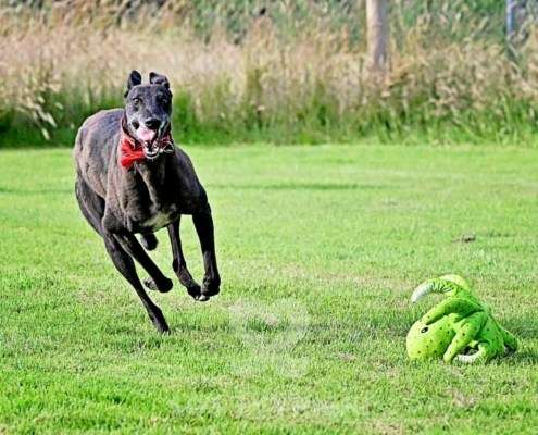 Nova-Greyhound