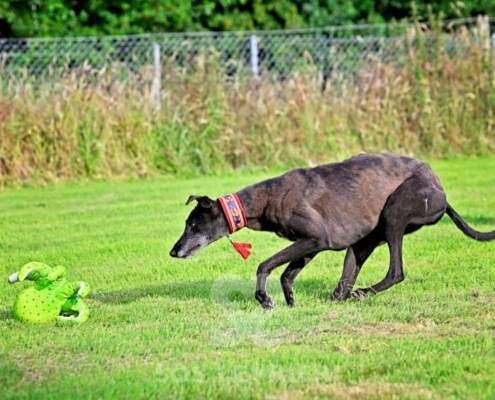 Nova-Greyhound