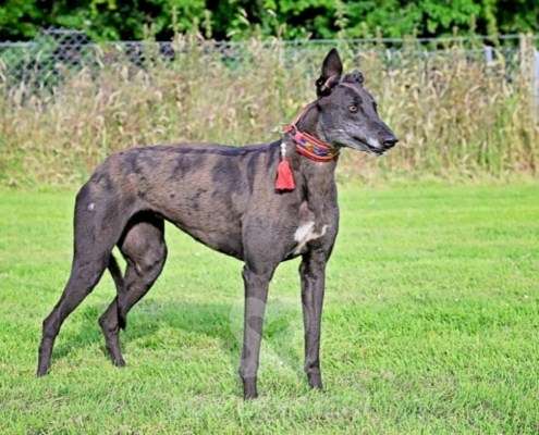 Nova-Greyhound