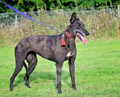 Nova-Greyhound