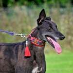 Nova-Greyhound