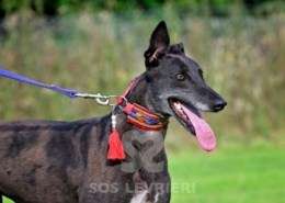Nova-Greyhound
