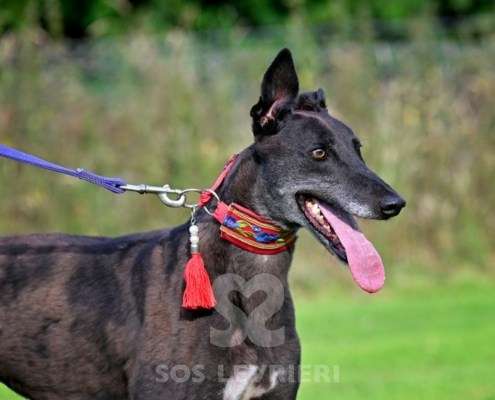 Nova-Greyhound