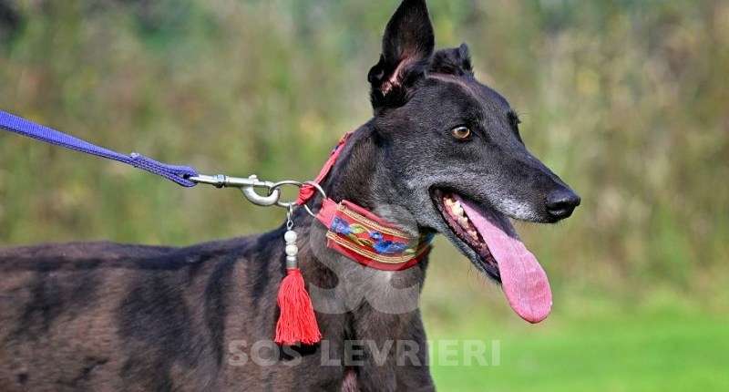 Nova-Greyhound