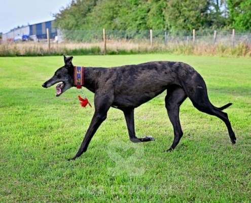 Nova-Greyhound