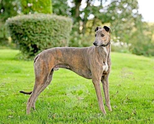 Ranger-Greyhound