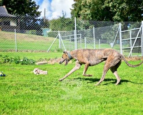 Ranger-Greyhound