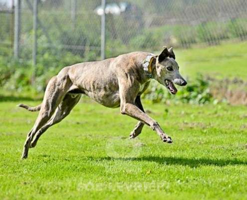 Ranger-Greyhound