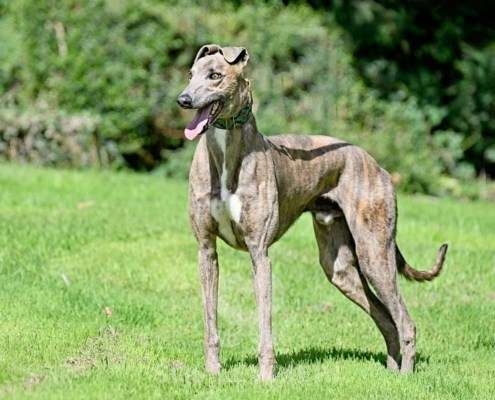 Ranger-Greyhound