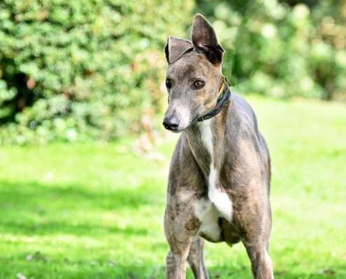 Ranger-Greyhound