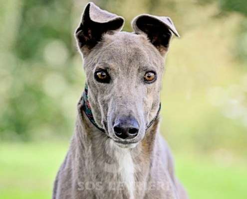 Ranger-Greyhound