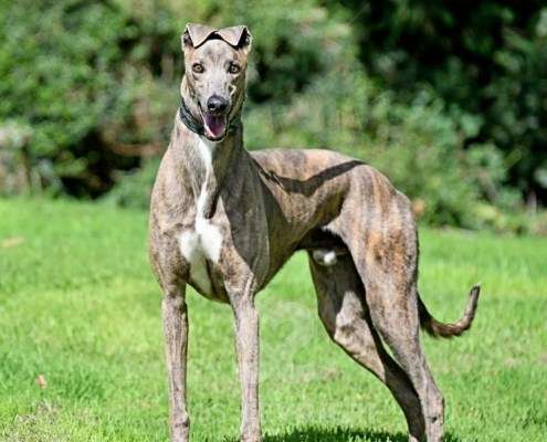 Ranger-Greyhound