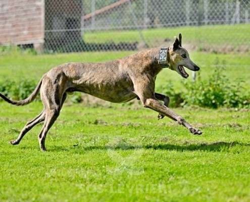 Ranger-Greyhound