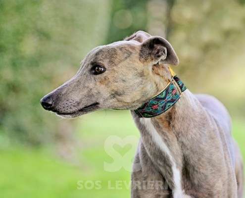 Ranger-Greyhound