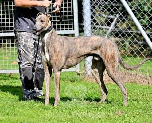 Ranger-Greyhound