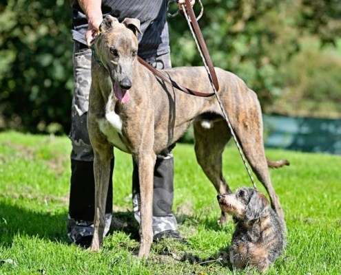 Ranger-Greyhound
