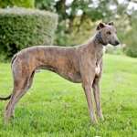 Ranger-Greyhound