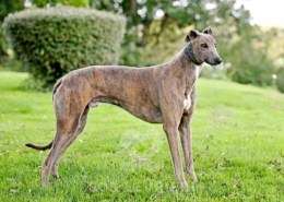 Ranger-Greyhound
