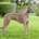 Ranger-Greyhound