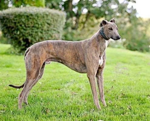 Ranger-Greyhound