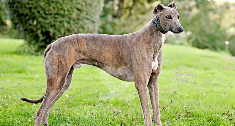 Ranger-Greyhound