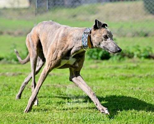 Ranger-Greyhound