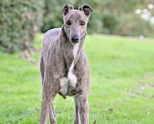 Ranger-Greyhound