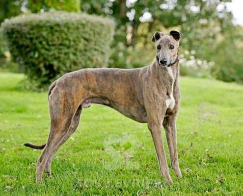 Ranger-Greyhound