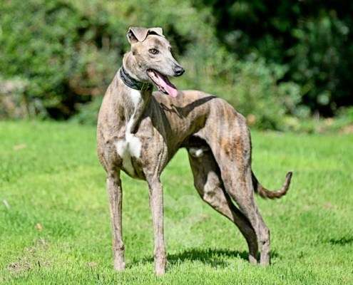 Ranger-Greyhound