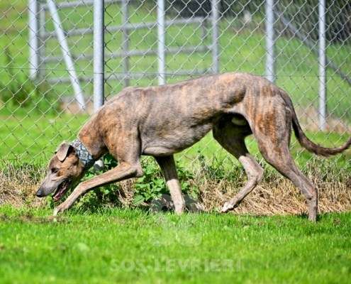 Ranger-Greyhound