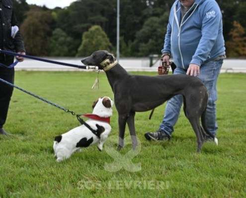Ridley-Greyhound